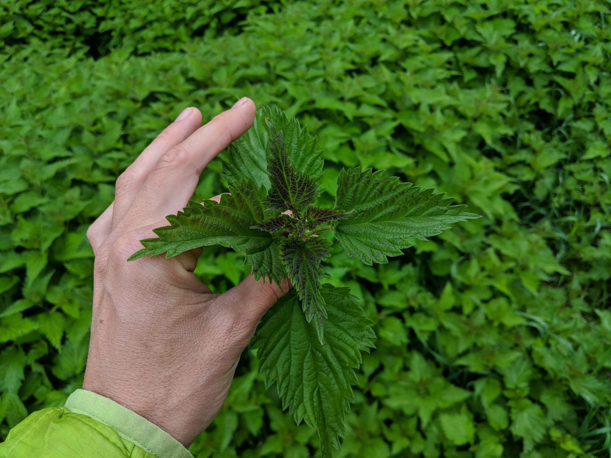 Stinging Nettles are an amazing food, medicine, fiber, natural dye, and often viewed as a nuisance for their sting. Yet they are a perennial plant that can be grown and harvested with almost no input or care.