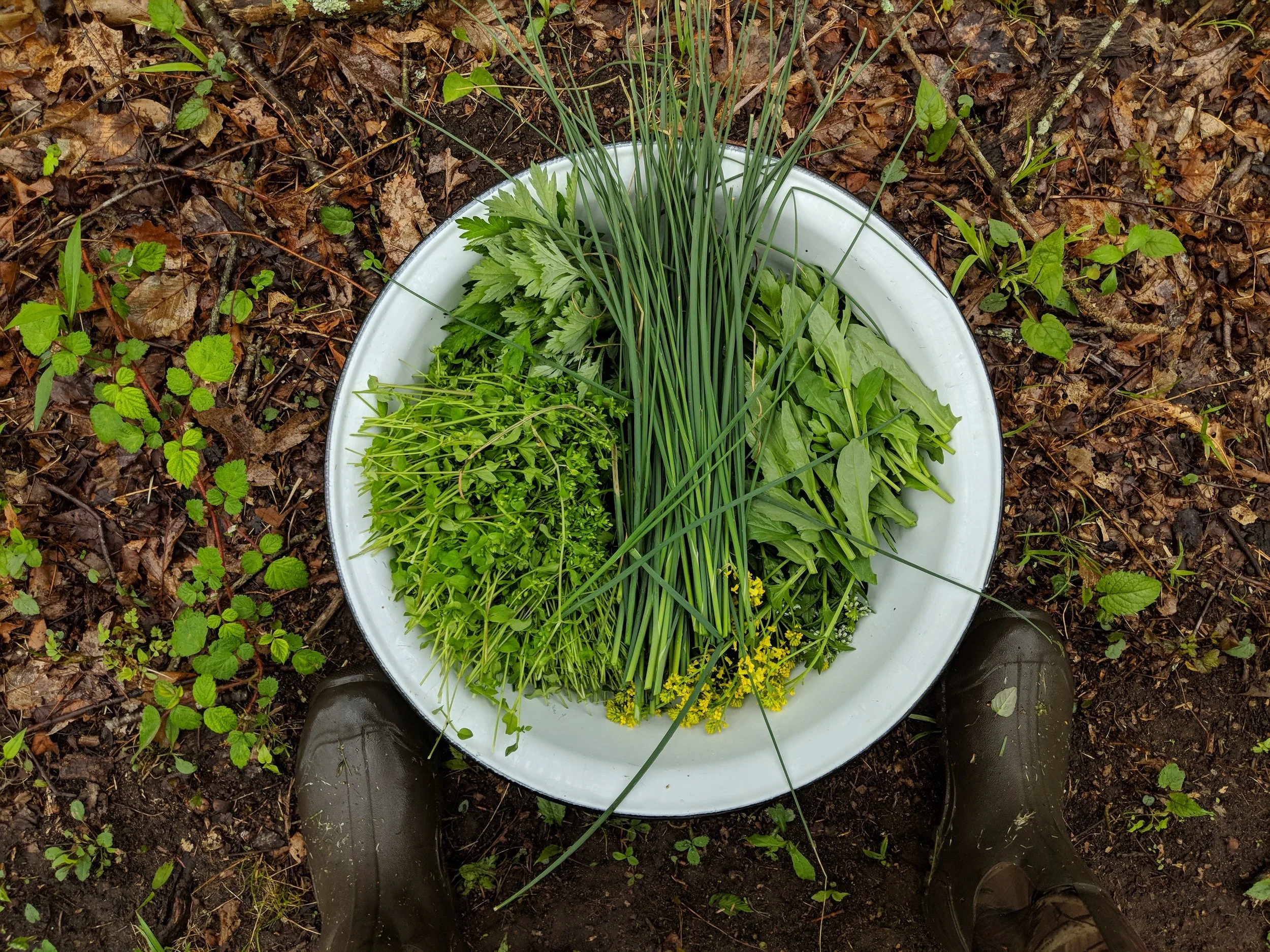 It is quite freeing to take a lap around the yard or edge of the woods and gather more greens than you could possibly consume in one sitting.