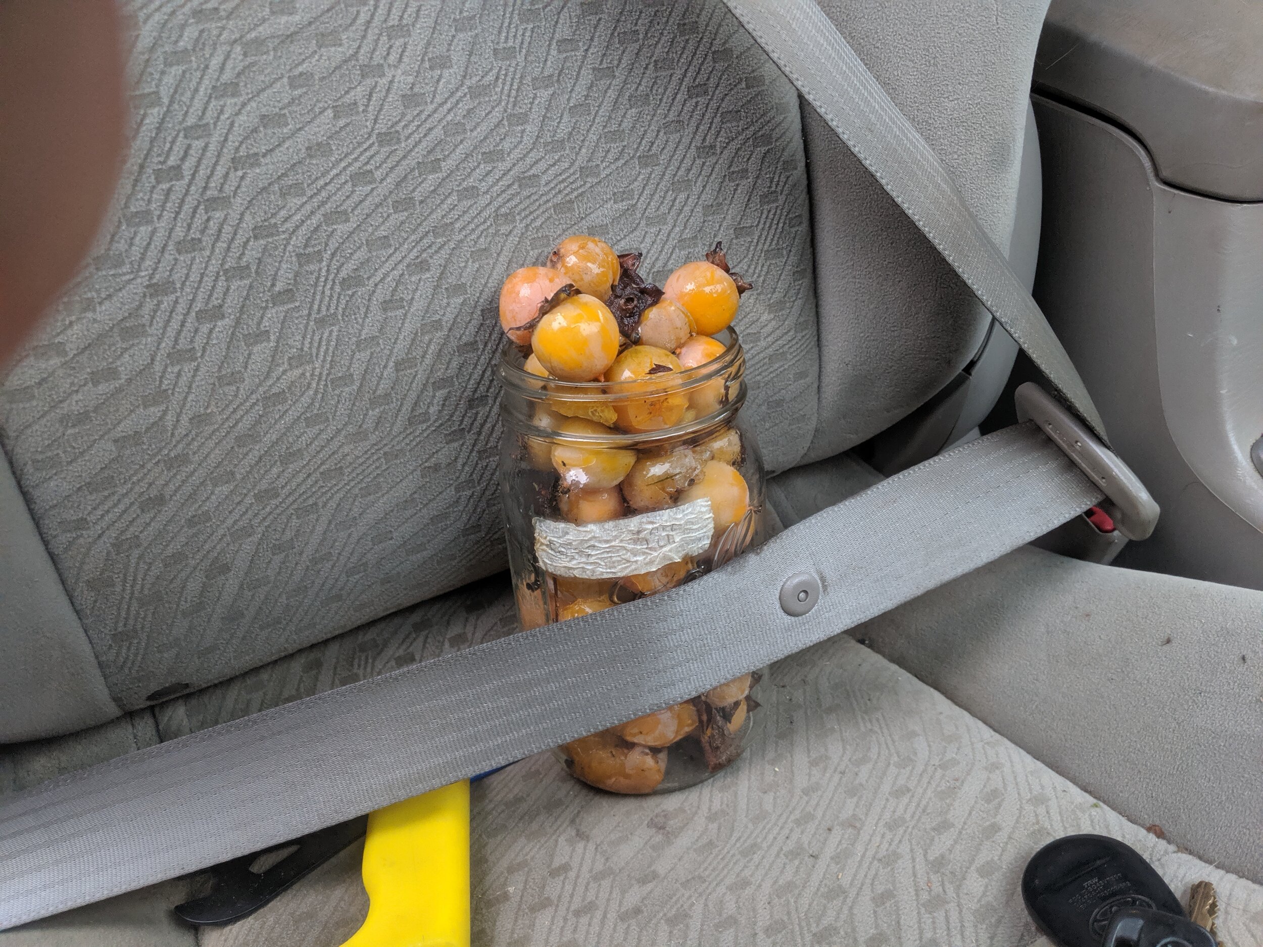  We are always collecting seeds from good stock for our plants, and sometimes have to improvise! These American Persimmons were found in Ithaca, NY, and made a delicious fall snack in the process of harvesting their seeds. 