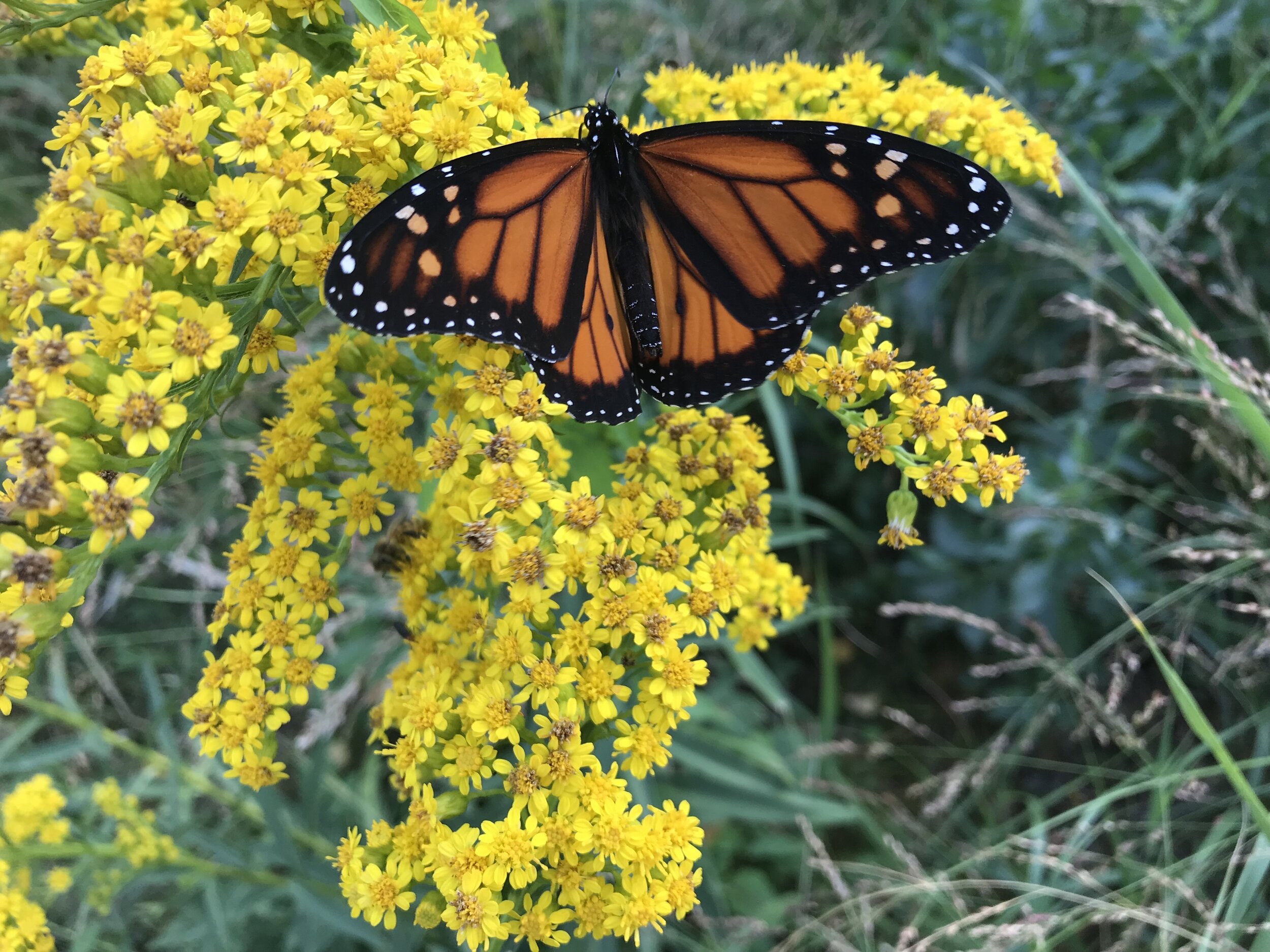  Goldenrod and other members of the Aster family tend to bloom in late summer and fall, providing some of the last food for pollinators before the winter. Goldenrod is also a valuable medicinal, dye plant, and tea. 
