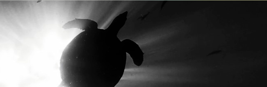 Turtle 1 2024-07-10 at 8.16.41 PM.png