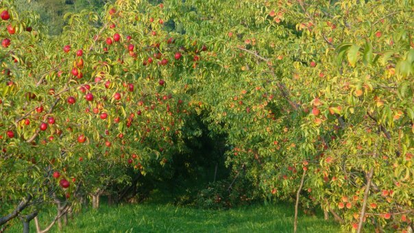 Breezy Hill Orchard