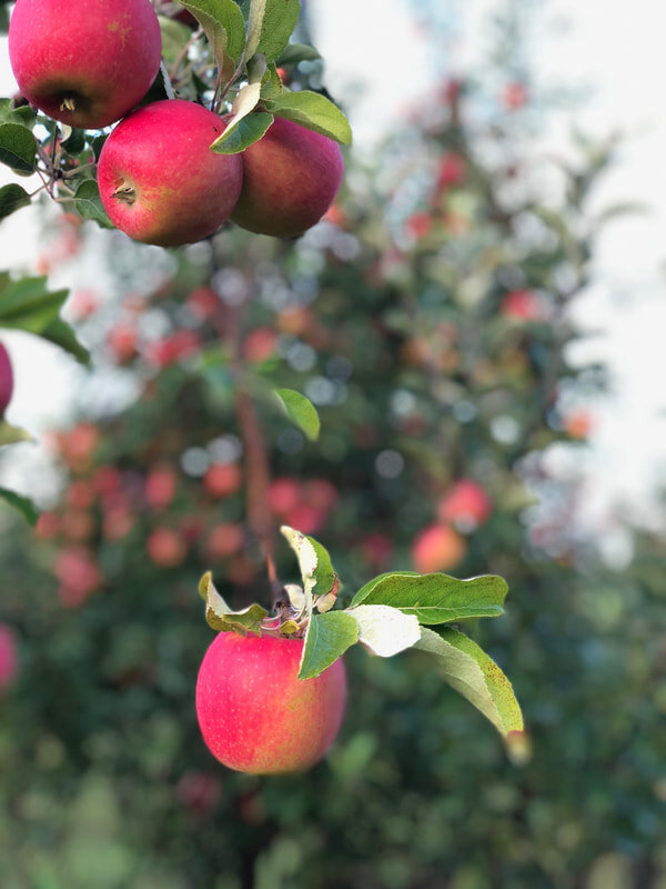 Stone Ridge Orchard 