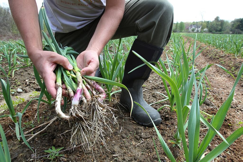 "Coronavirus pandemic should shift our focus to a more locally sourced food supply" - The Boston Globe - March 29th, 2020 - (Photo Credit: The Boston Globe)