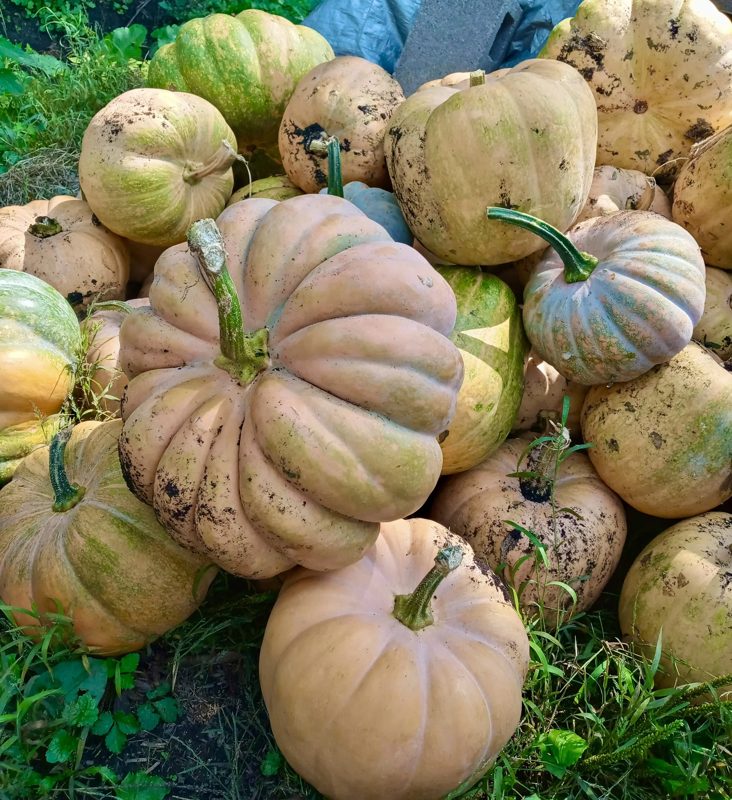 fall harvest squashes 2.jpg