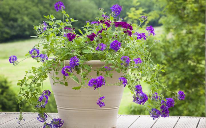 9 Health Benefits of House Plants