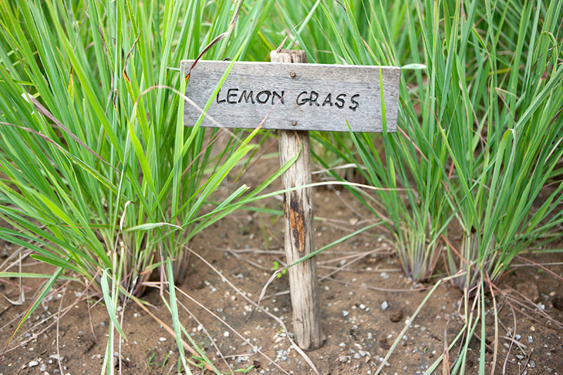 Here's Why Lemongrass is Your Springtime Essential 