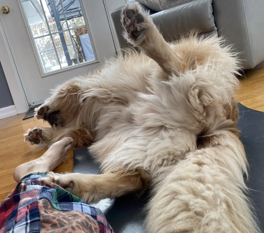 sleeping yoga dog.jpg