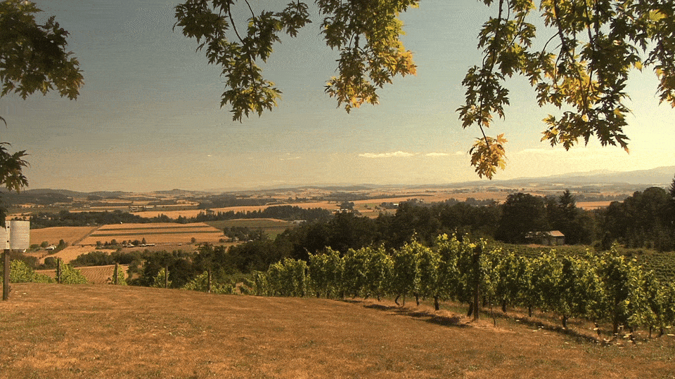 Sunny-Wineyard.gif