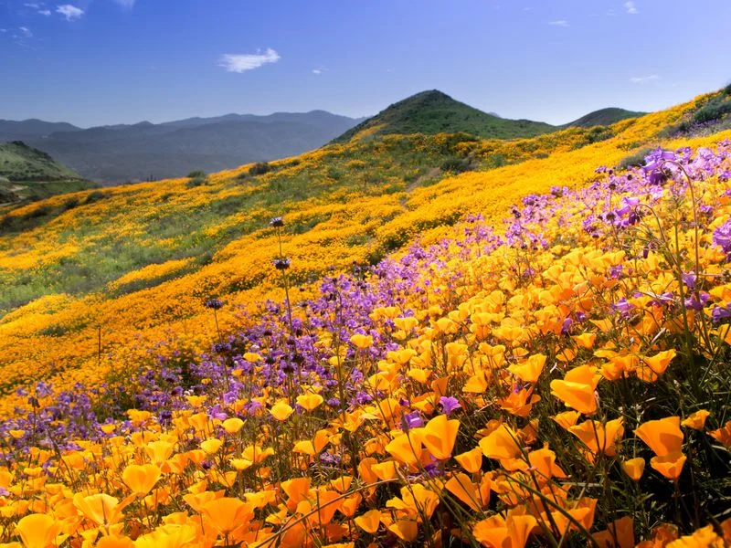 Photo courtesy Smithsonian