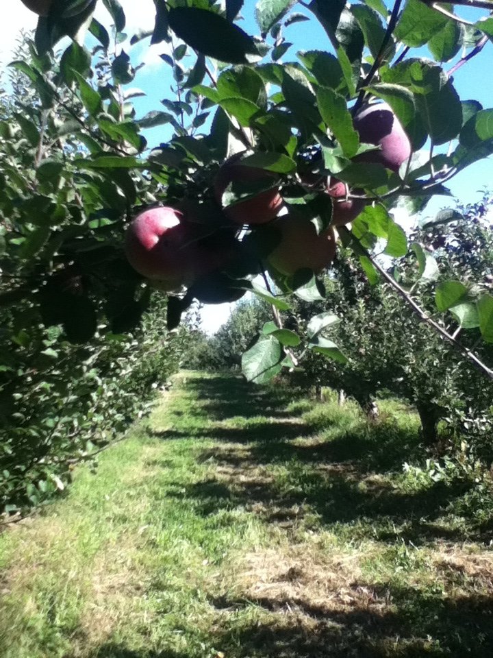 Hudson Valley Rose Hill Farm Pick Your Own Apples