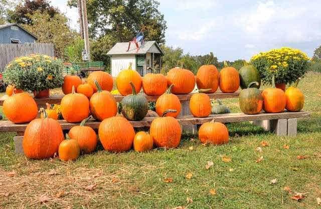 Hudson Valley Rose Hill Farm Pick Your Own Pumpkins