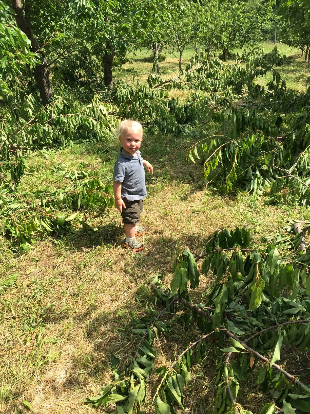 George's first time picking cherries