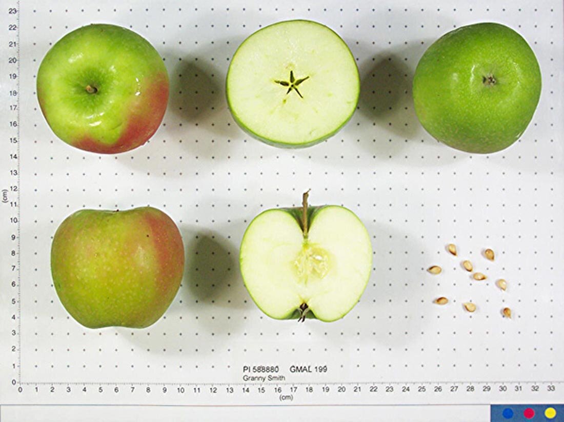 Granny Smith - Good Fruit Guide