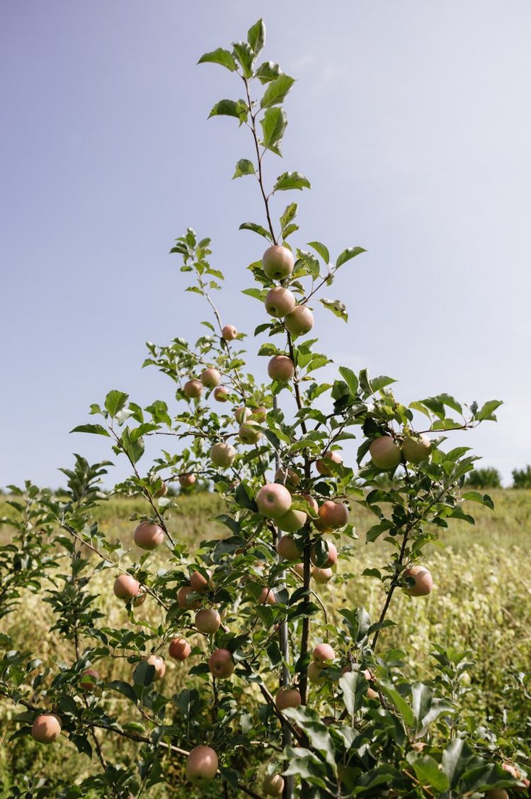 Weddings Hudson Valley Apple Picking Orchard Rose Hill Farm weddings-hudson-valley-apple-picking-orchard-rose-hill-farm
