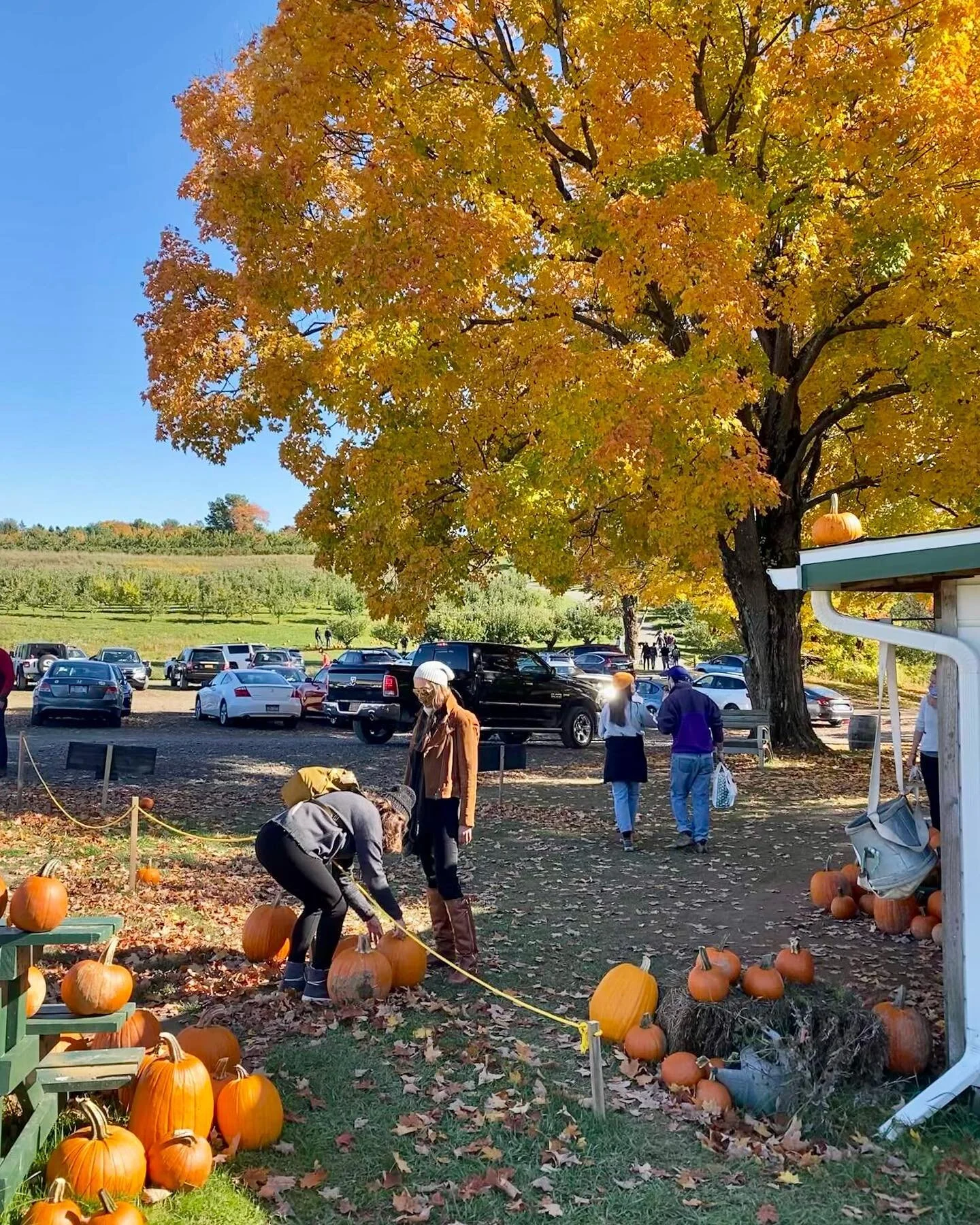 Hudson Valley Apple Picking Orchard Rose Hill Farm hudson-valley-apple-picking-orchard-rose-hill-farm