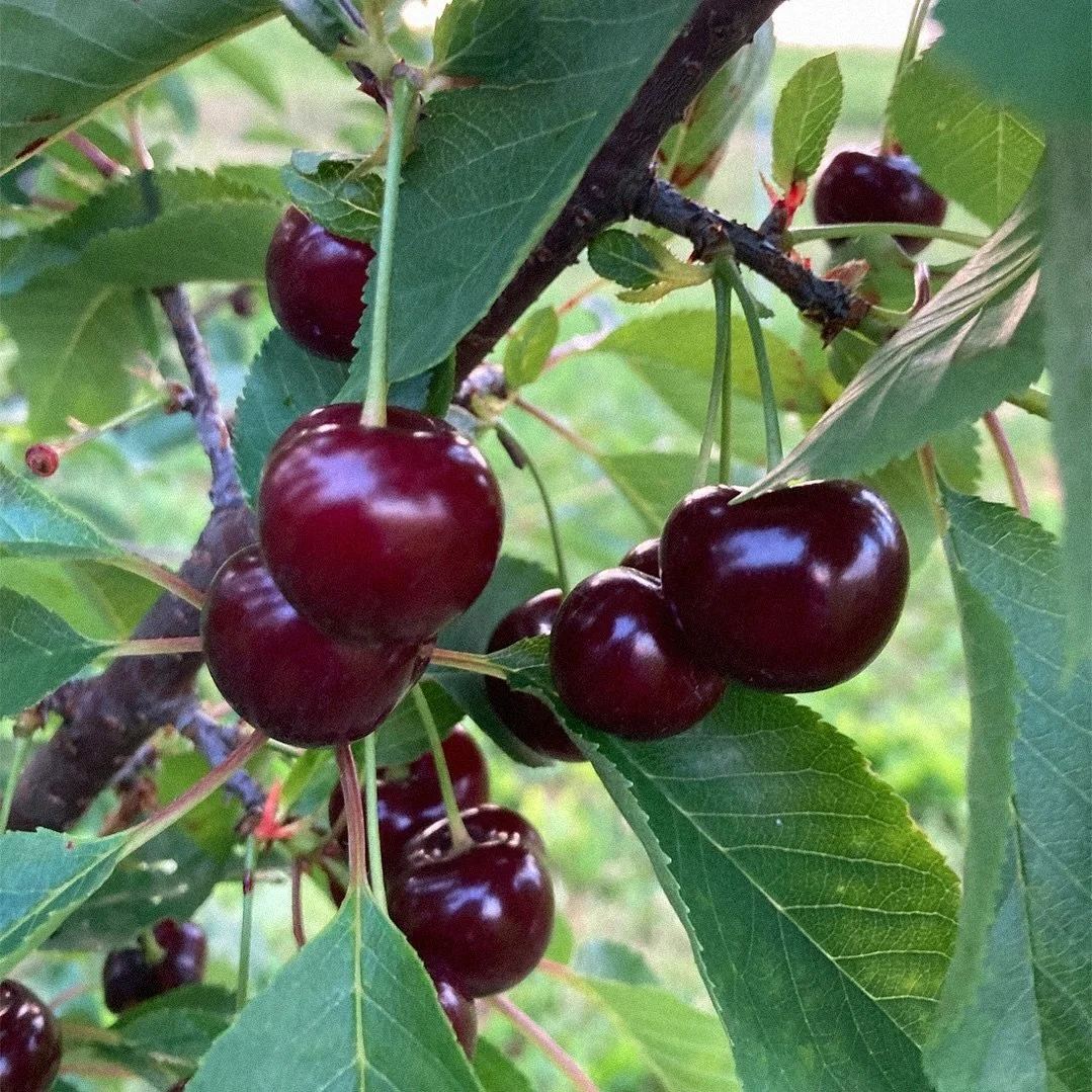 Hudson valley apple picking orchard rose hill farm