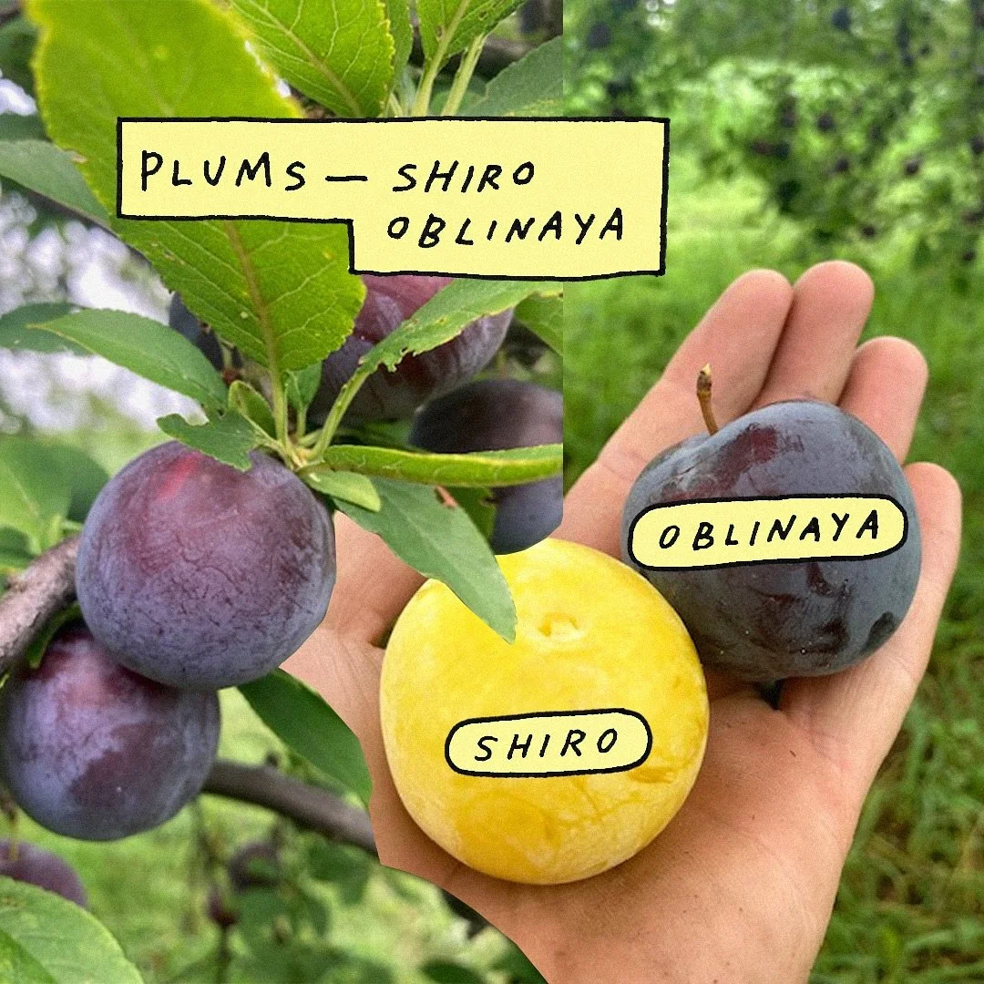 Hudson Valley Apple Picking Orchard Rose Hill Farm