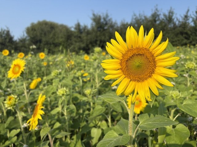 Sunflower 2 2026.jpeg
