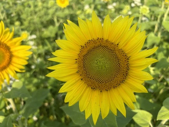 Sunflower 2026.jpeg