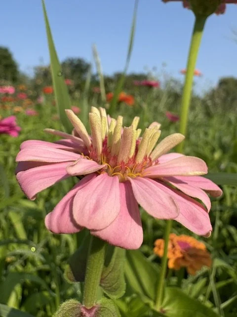 Zinnia 2-2026.jpeg