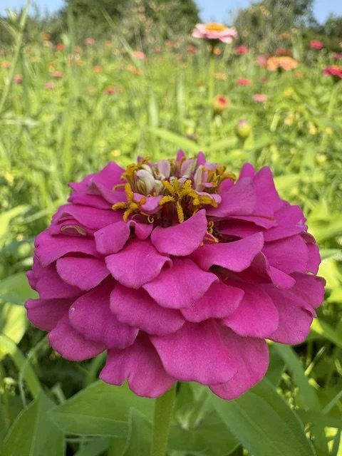 Zinnia 2026.jpeg