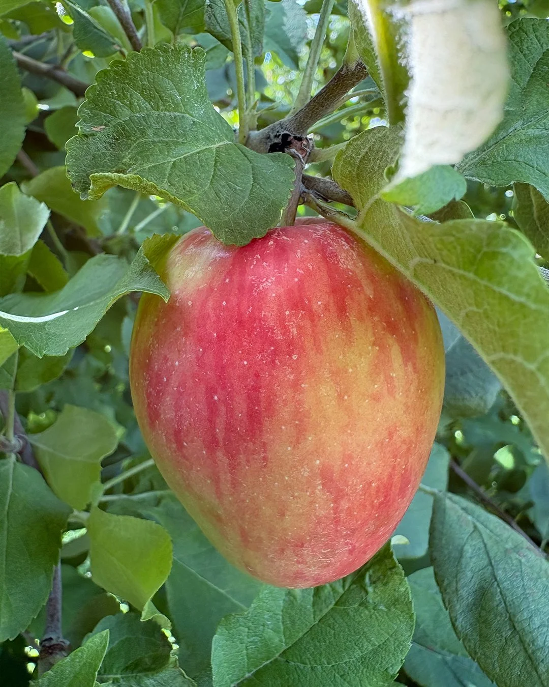 chenangostrawberry.jpg