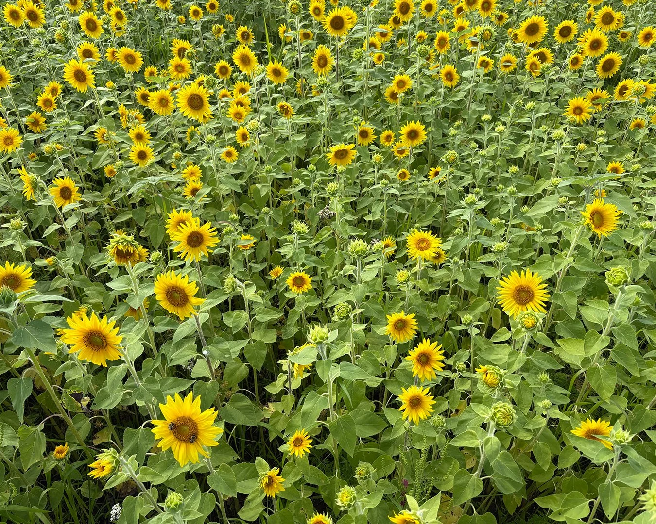 sunflowerA.jpg