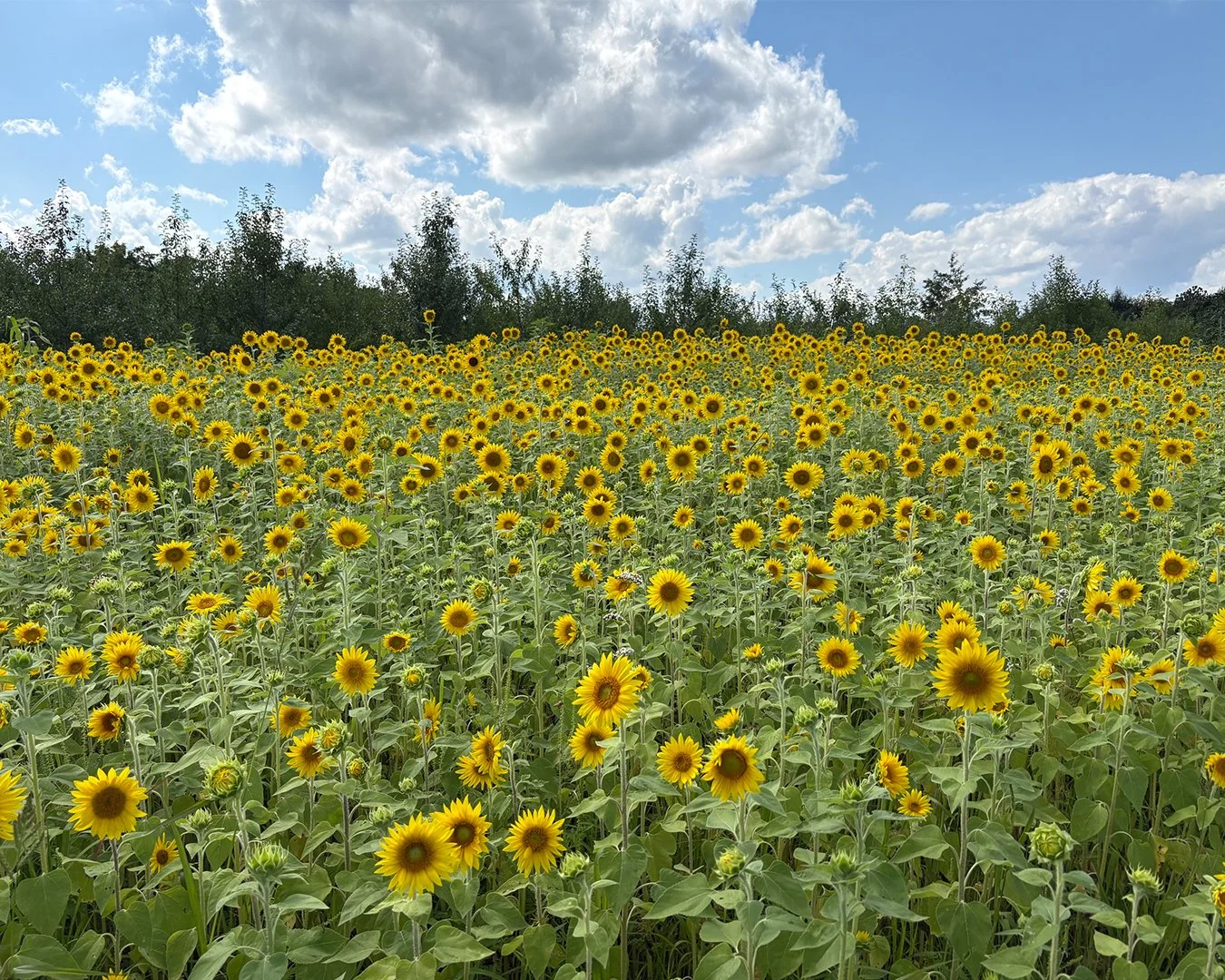 sunflowerB.jpg