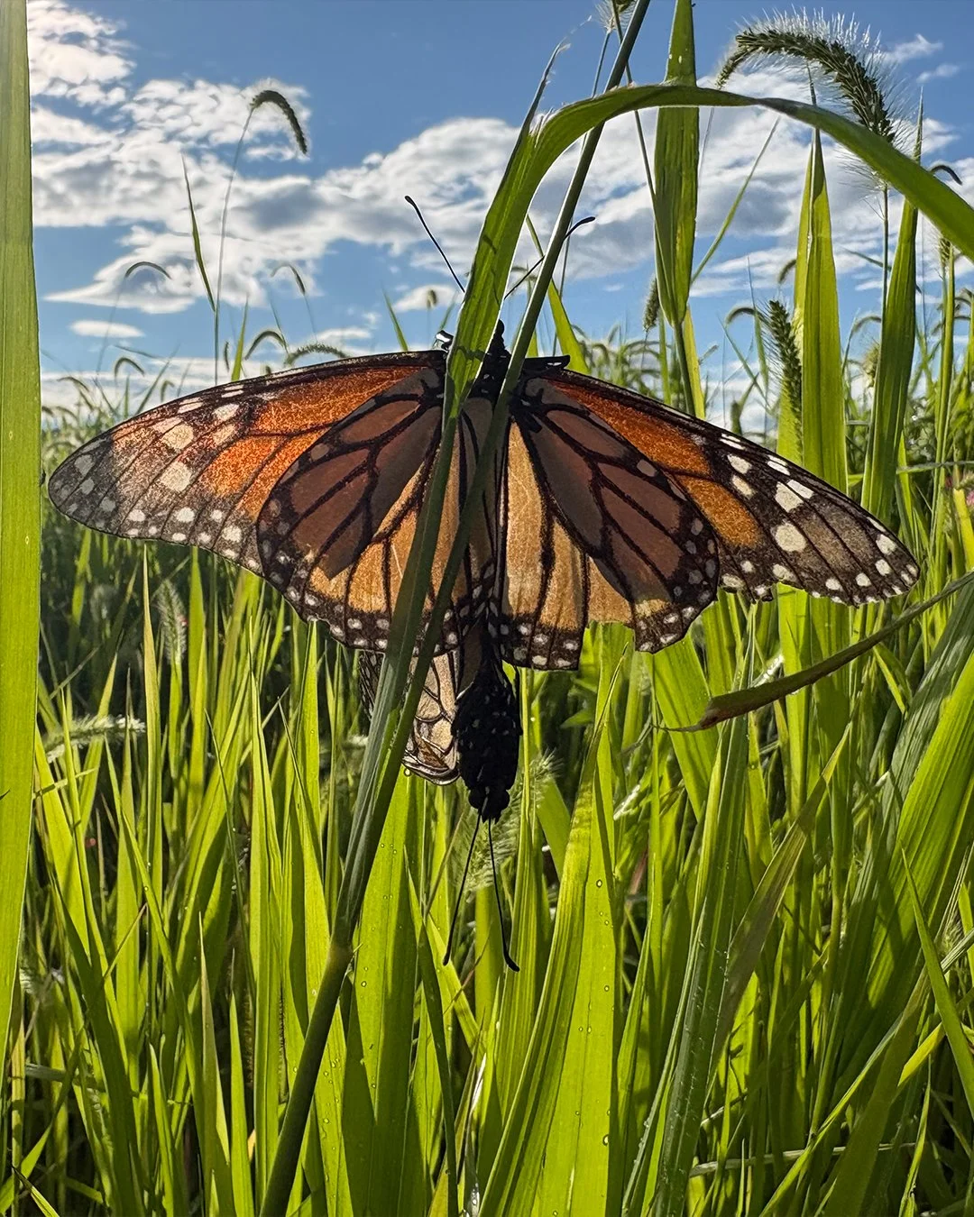 monarch.jpg