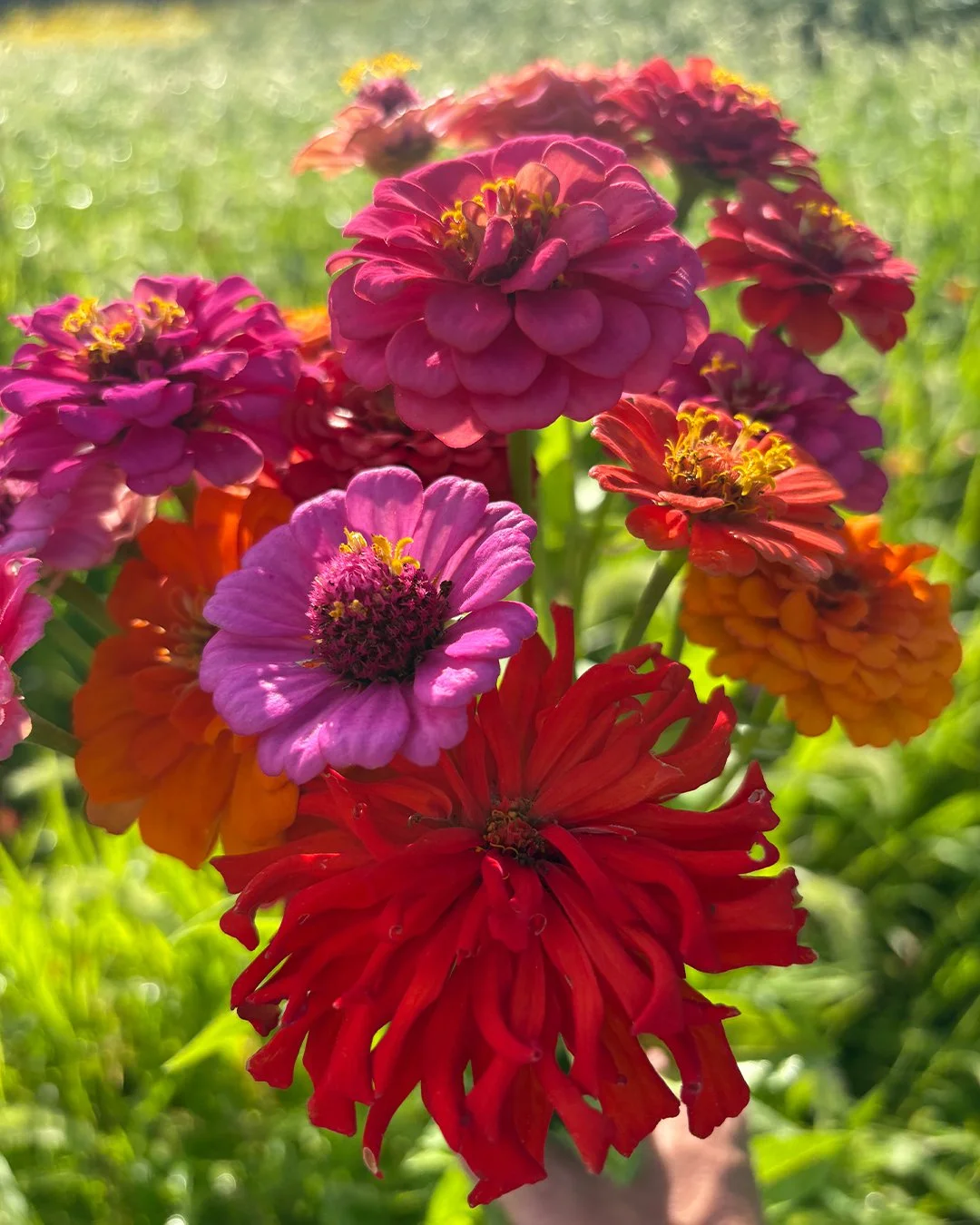zinnia26.jpg
