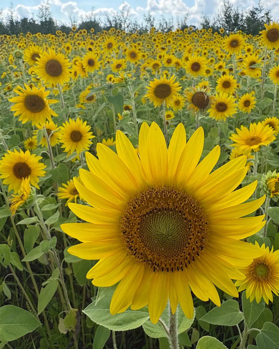 sunflower26.jpg