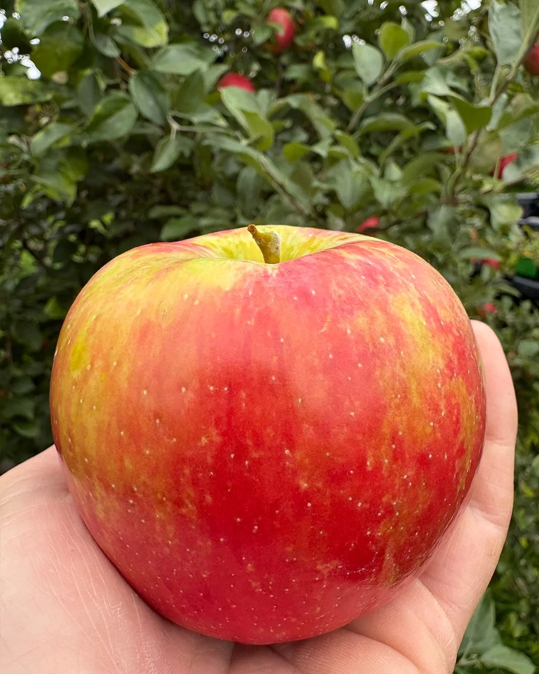 honeycrisp26.jpg