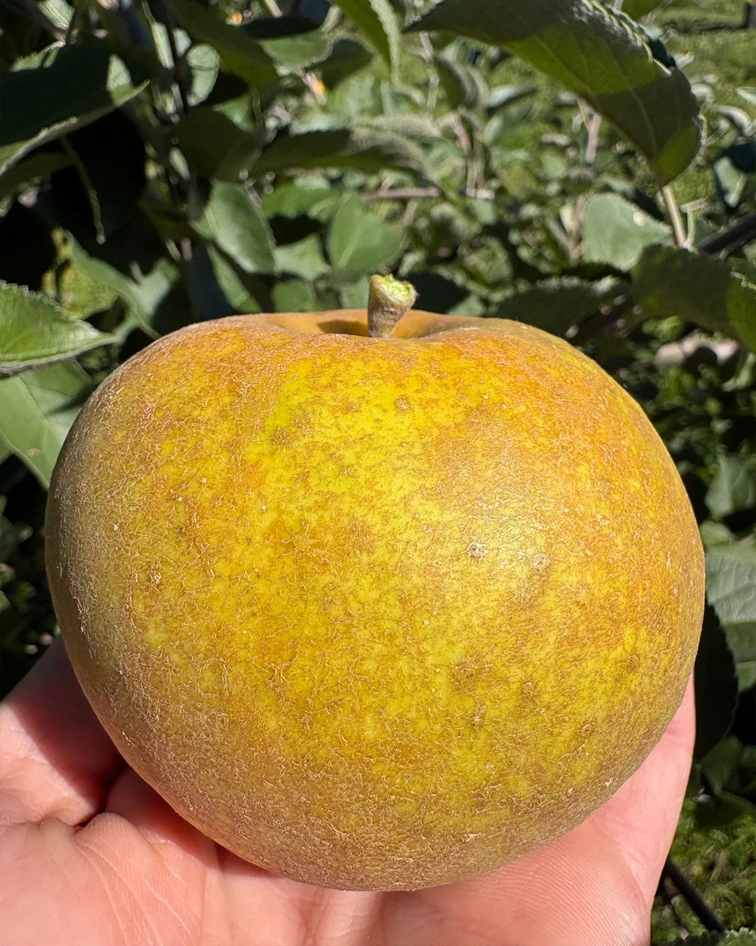 roxburyrusset.jpg