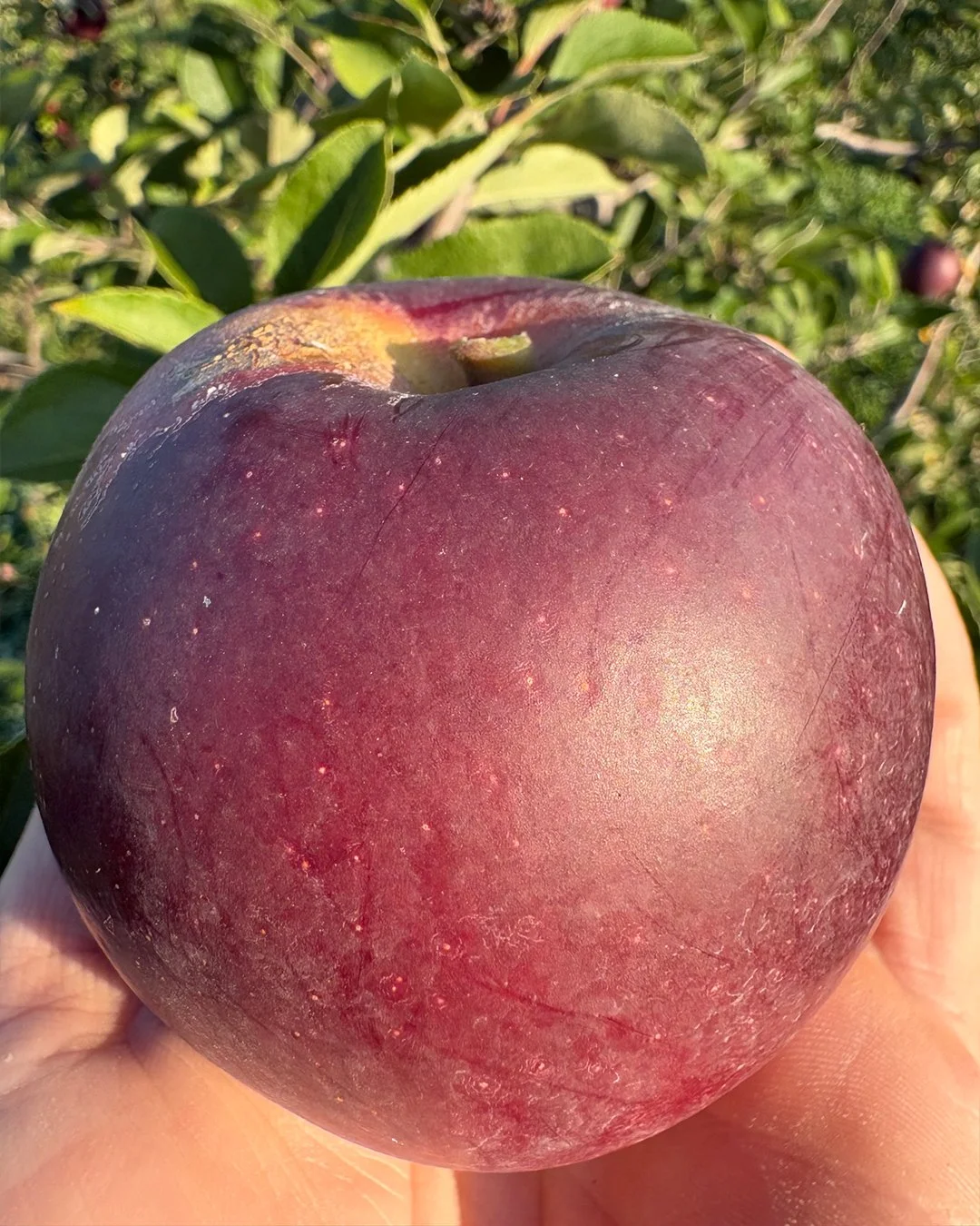 winesap.jpg