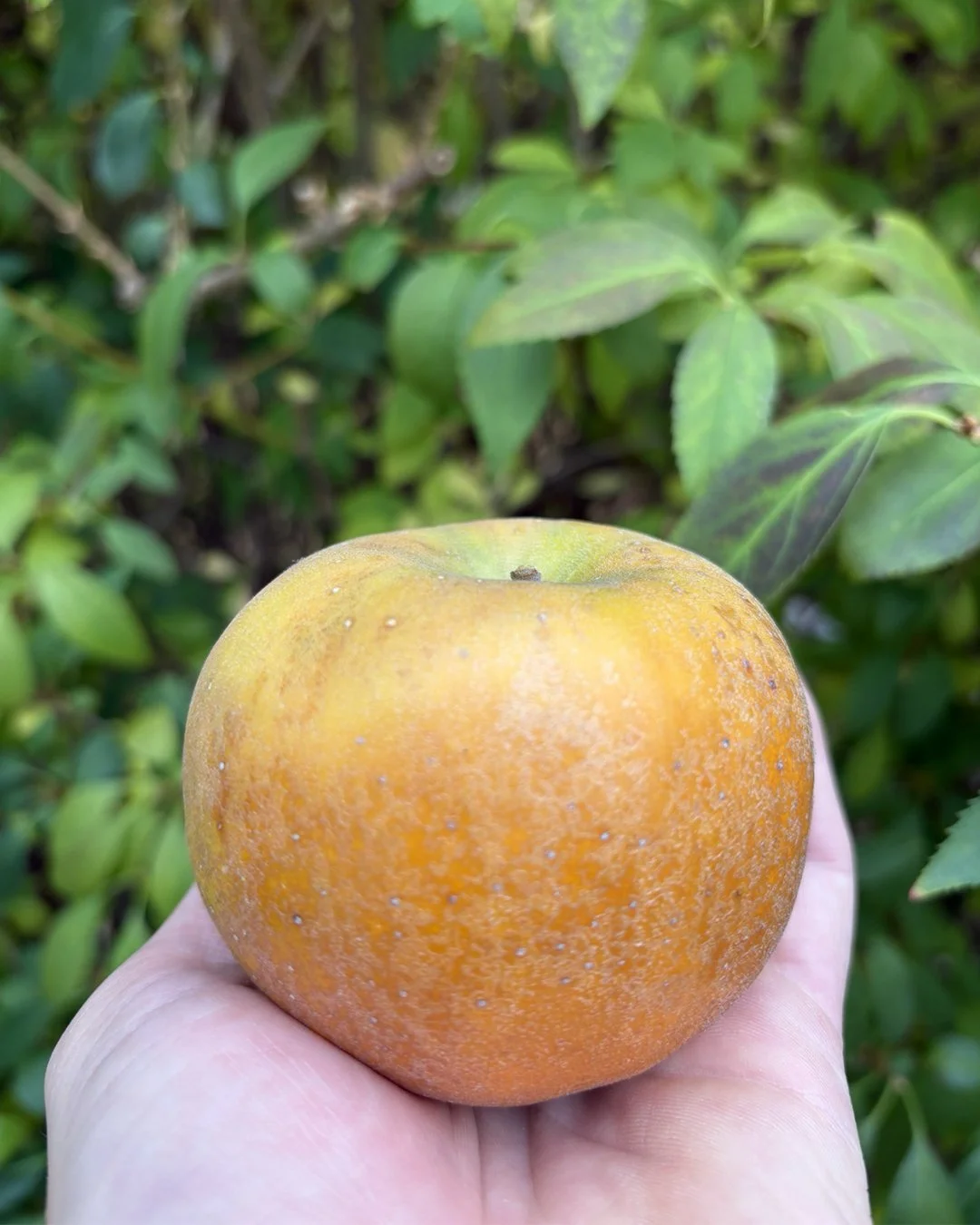 goldenrusset.jpg