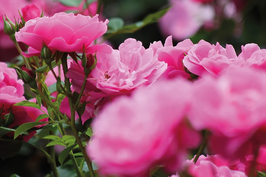 Rosarium Sangerhausen / Leipzig