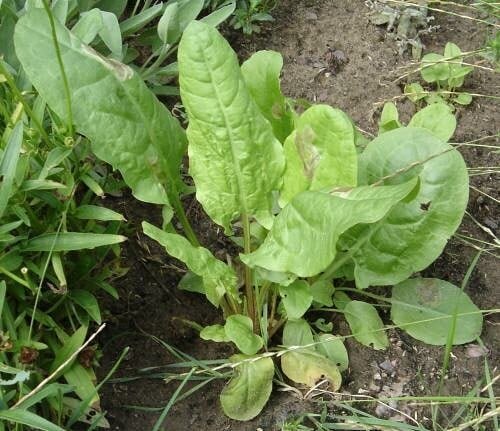 Ahh, zesty sorrel! This lemony, tangy herb (French for &quot;sour&quot;) is a wonderful edible, and a great addition to a salad or a forager's meal, pur&eacute;ed into a sauce or added to soups and stews. Also called spinach dock or narrow-leaved doc