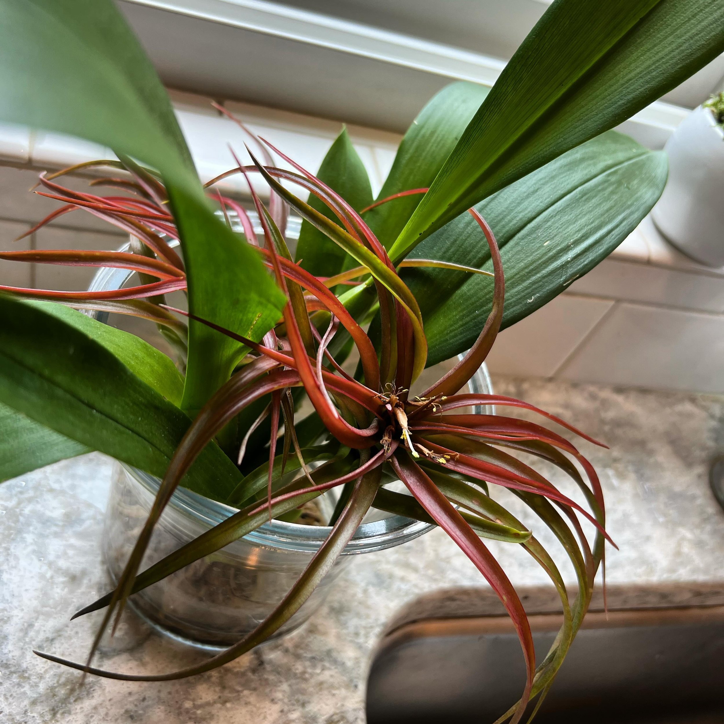 An orchid and some tillandsias (air plants) next to where we wash the dishes. The orchid was special to me, as it was hybridized on Vashon Island - Beallara Big Shot &lsquo;Hilo Sparkle&rsquo;. The flowering just finished, but I love the plant as muc