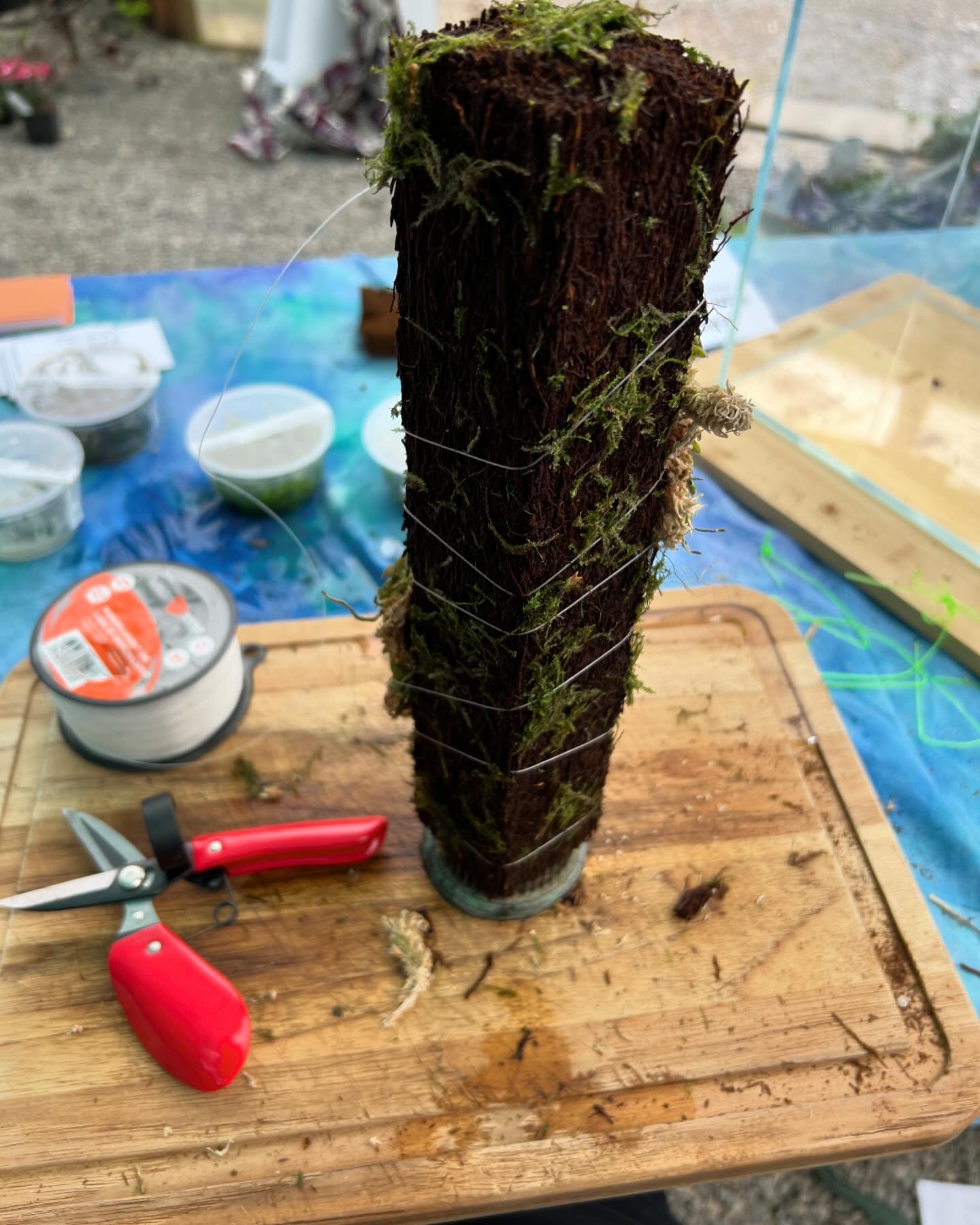 Another fun day at @digdeepgardens !  Building an orchid terrarium with Epidendrum schlechterianum, a tiny little orchid from Guatemala. 🇬🇹 😊