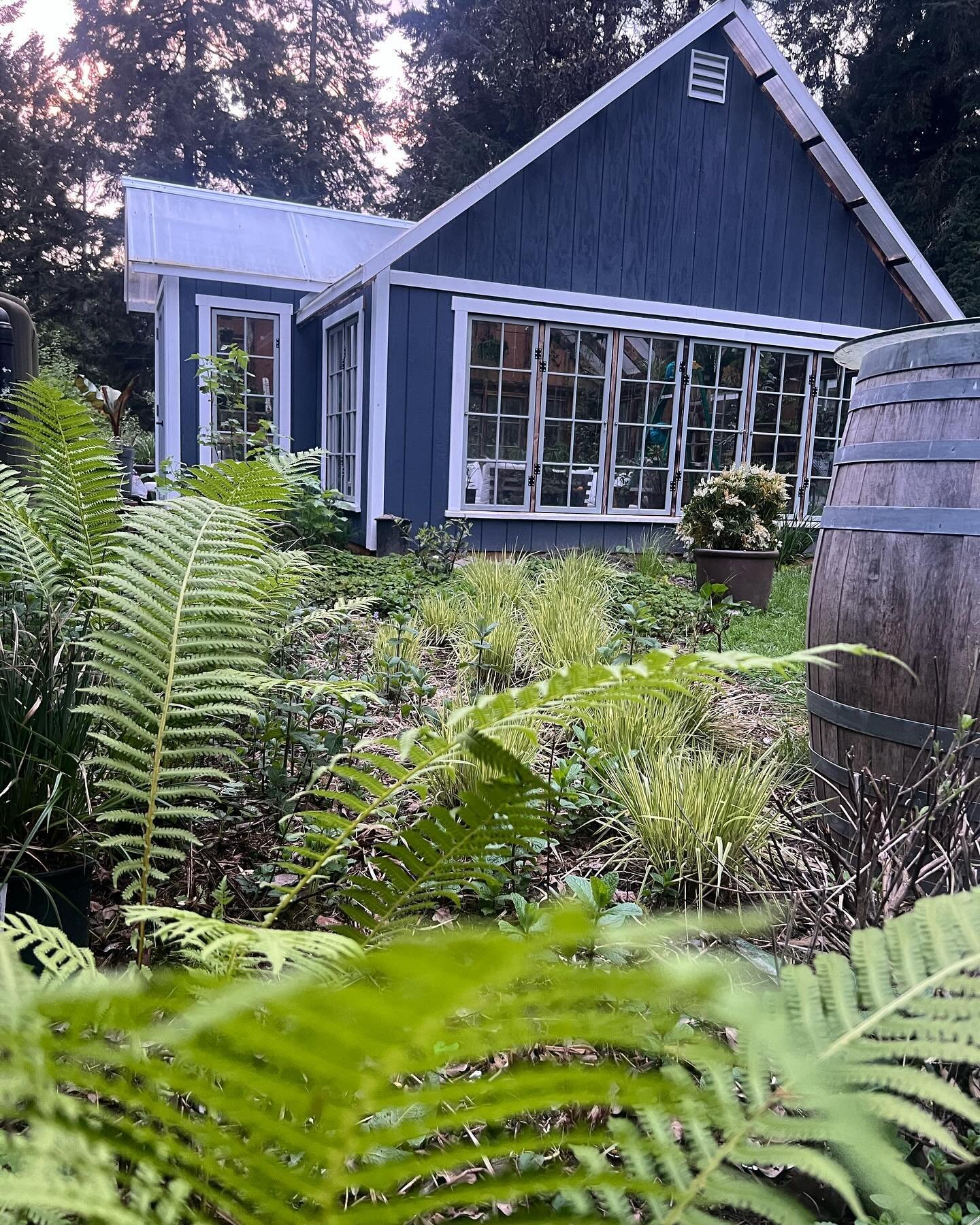 The North Garden, featuring: ostrich fern, apple mint, jostaberry, molinia &lsquo;variegata&rsquo;, oxalis oregana, sage, oregano, maidenhair fern and experiments in several small sedges.