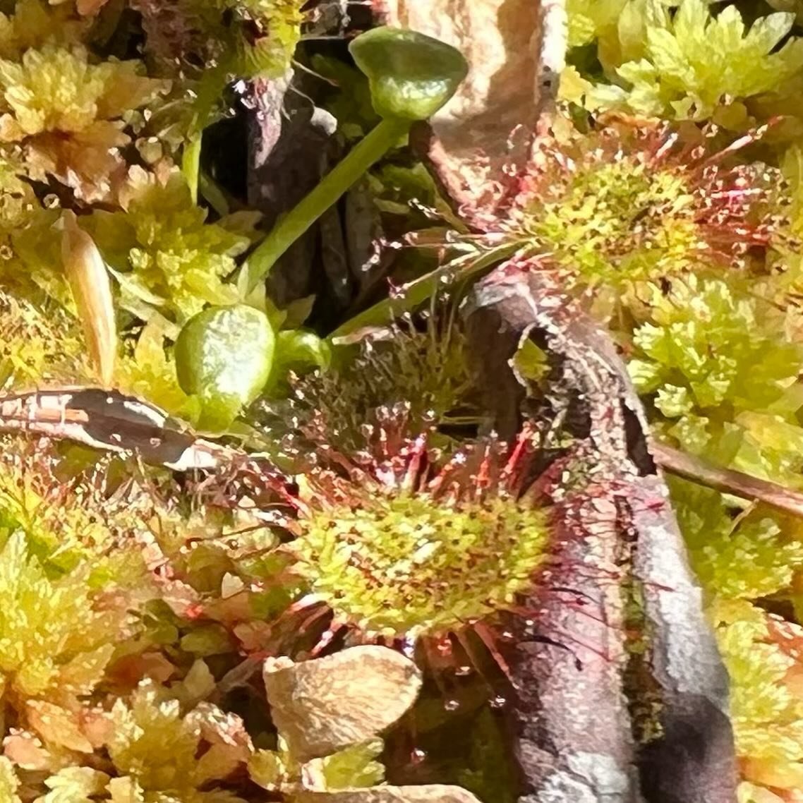 Highlights from touring Whispering Firs Bog with the Land Trust! Sundews (carnivorous), bog laurels, Labrador tea and of course sphagnum mosses galore! 

The cedars and hemlocks growing in the bog are so stunted and deprived of nitrogen that they are