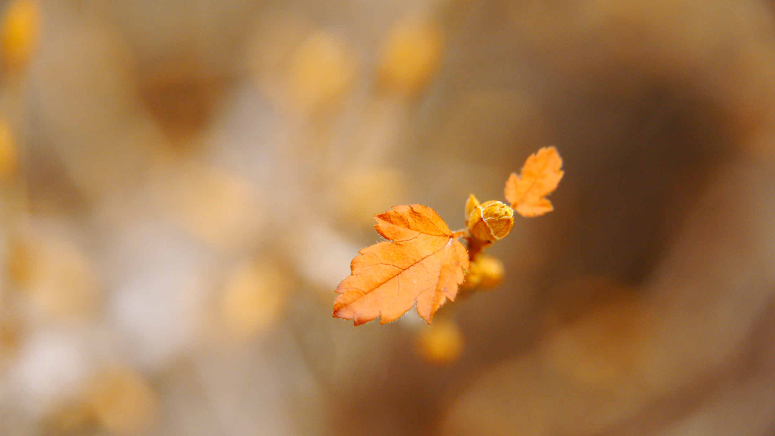 macro tiny leaf.png