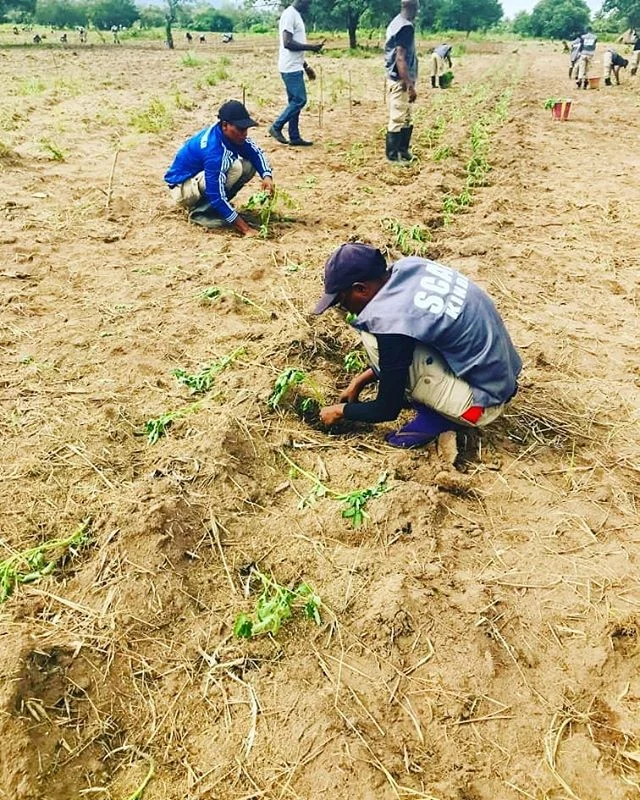 Lagro-écologie, l'agriculture qui prends soin de la terre et des hommes.
Après plusieurs semaines d'activité pratique entre poquetage, mensuration, trouaison et fumure.
Nos stagiaires du projet PNUD-SCAD en sont arrivés à une étape cruciale qui est la transplantation. La réussite de cette étape nous permettra dans trois (3) mois de mettre dans vos paniers tomates, pastèques, haricots et gombos frais et saints.
#DaretoInnovate #OsezInnover #AgriHubKindia #Guinee
