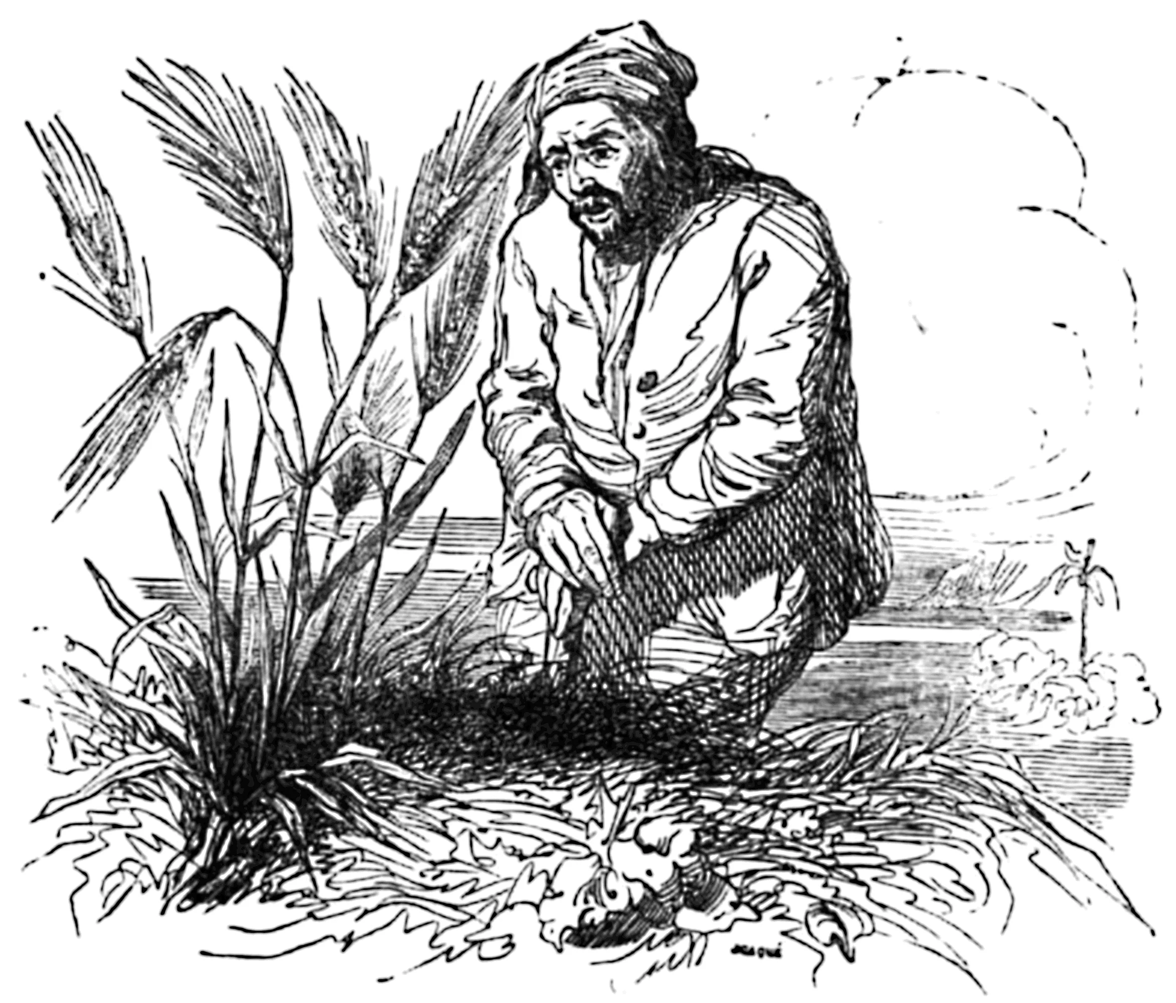 barley.jpg