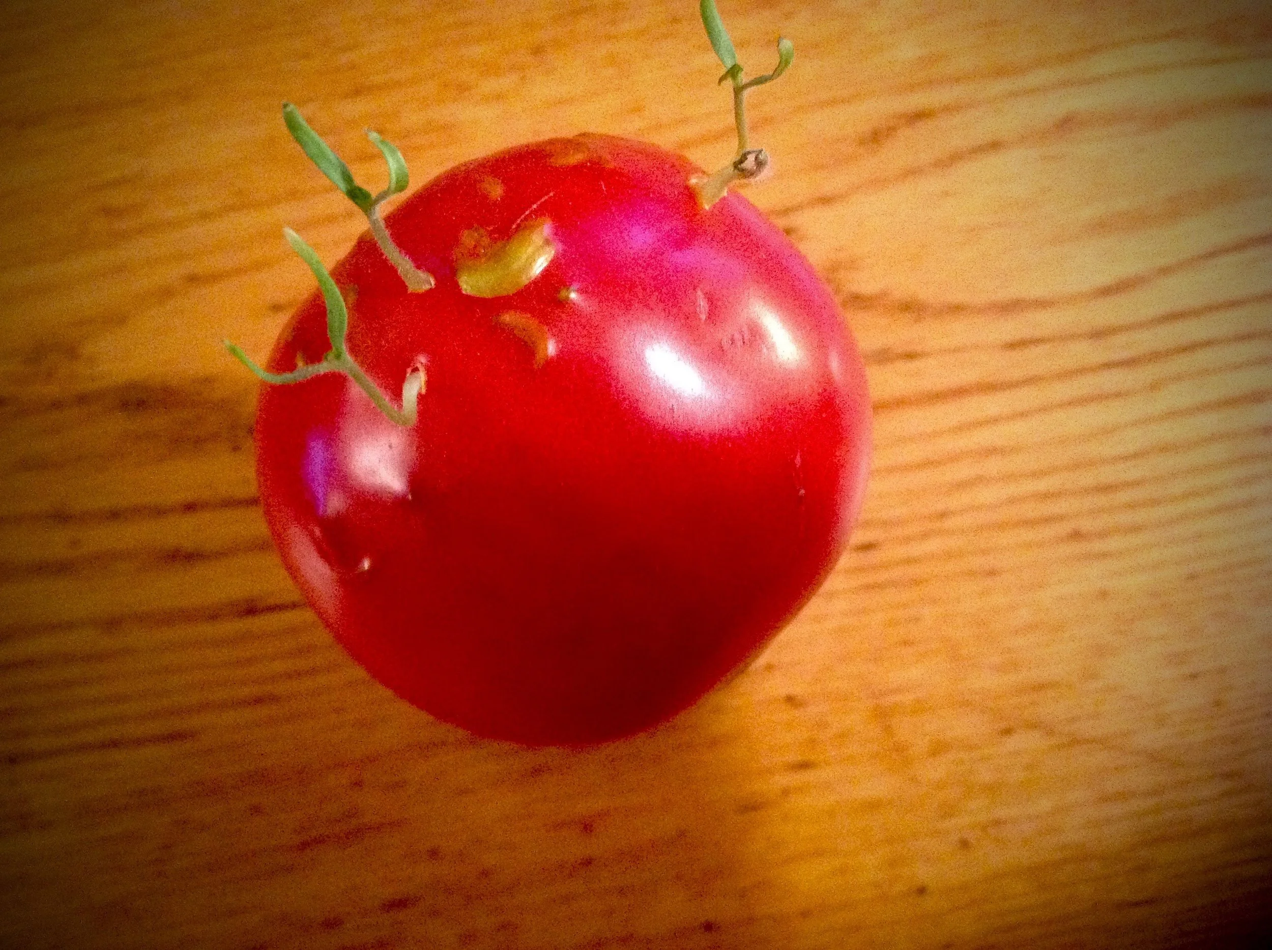 David's sprouting tomato.