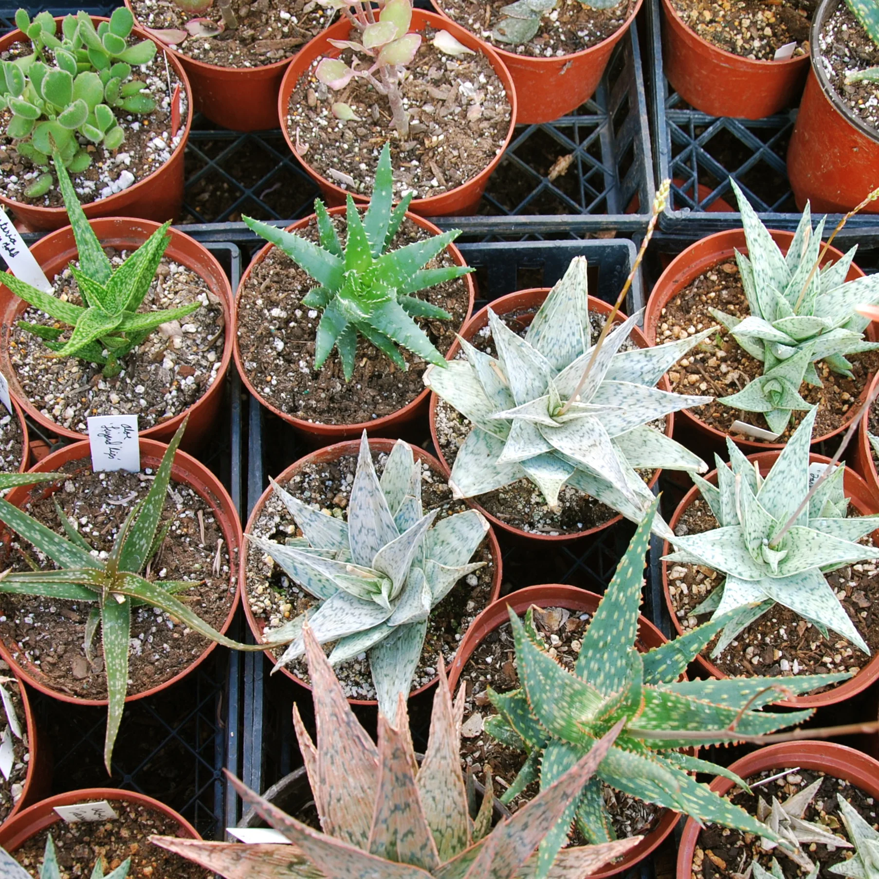  Aloe hybrids in 6 inch pots