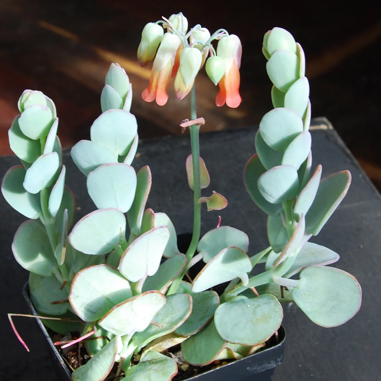 Kalanchoe panamensis