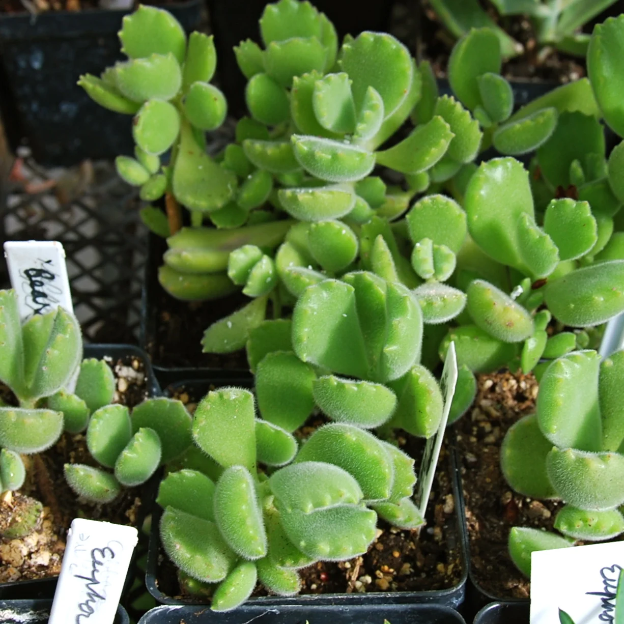 Cotyledon ladismithiensis