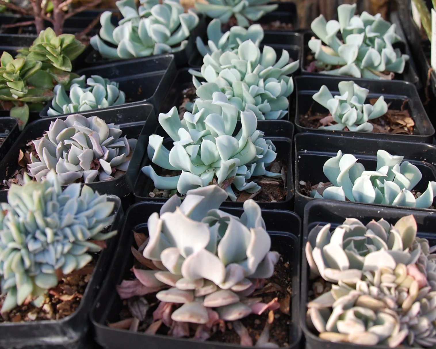 Echeveria 'Topsy Turvey'